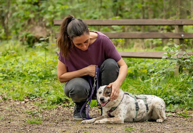 Startseite-Hundepsychotherapie